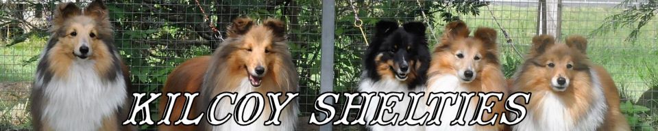 Kilcoy Sheltand Sheepdogs